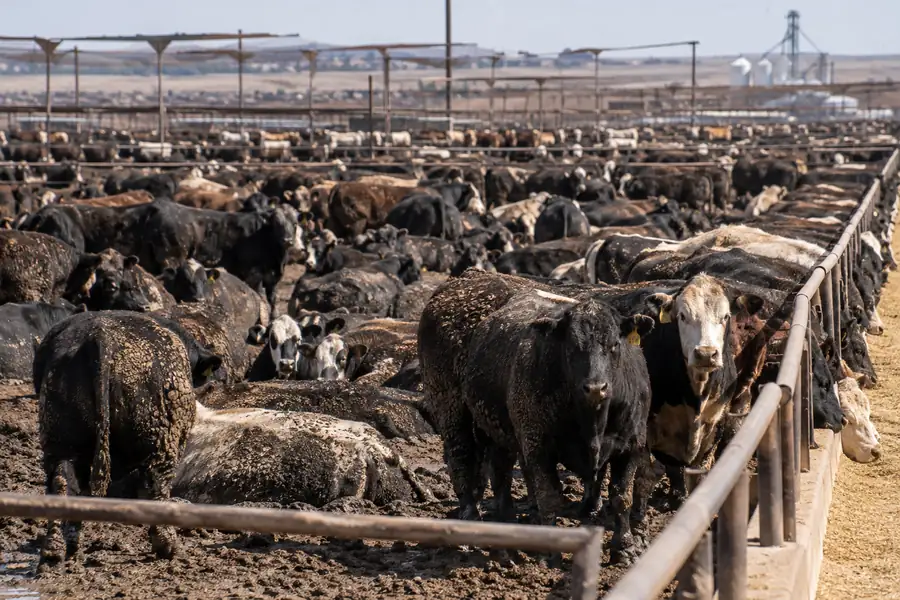 Feedlots: Rindermast auf amerikanisch